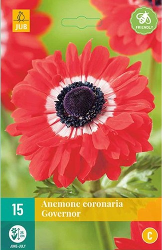 Anemone The Governor