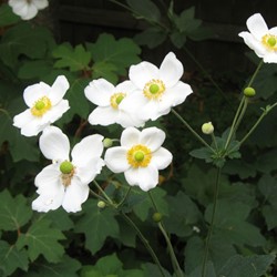 Herbstanemone Honorine Jobert (Anemone) (Sechserpack)