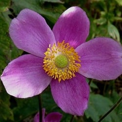Anemone Splendens -  Herbst-Anemone