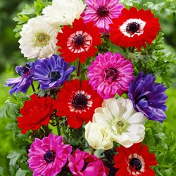 Anemone St. Brigid Mischung