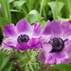 Kronen-Anemone Sylphide – Anemone