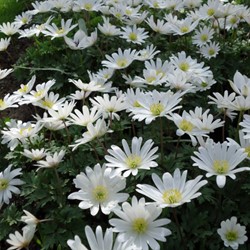 Anemoon White Splendour - Anemone blanda