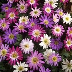 Anemone Blanda Mischung
