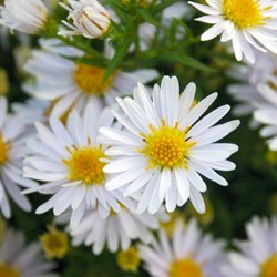 Aster dumosus Apollo - Herbstaster