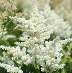 Astilbe (A) Brautschleier - Prachtspiere