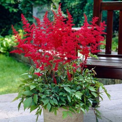 Spiraea Astilbe rot - Prachtspiere