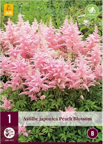 Astilbe japonica Peach Blossom - Japanische Prachtspiere