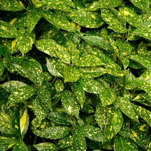 Aucuba Japonica Variegata - Japanische Aukube