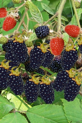 Rubus Thornless Evergreen - Brombeere