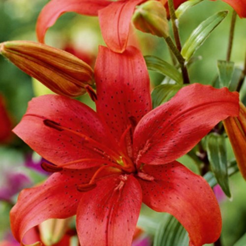 Asiatische Lilie Rot - Lilium Asiaticum