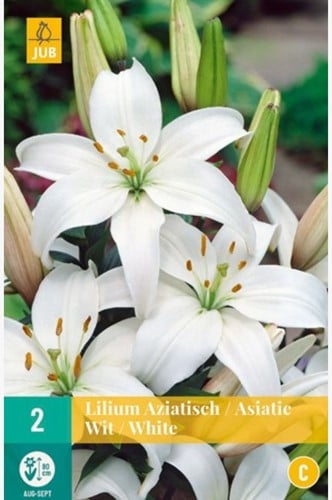 Asiatische Lilie Weiß - Lilium Asiaticum