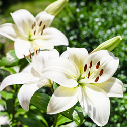 Asiatische Lilie Weiß - Lilium Asiaticum