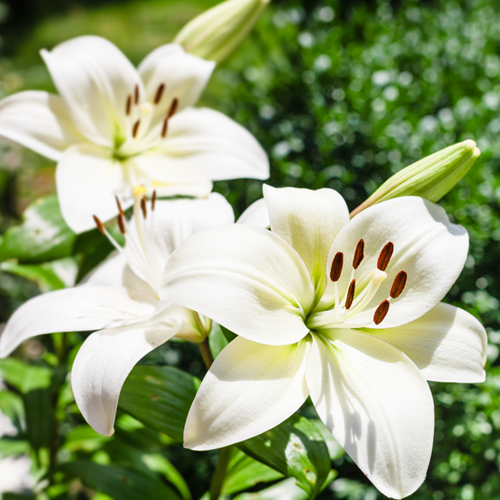 Asiatische Lilie Weiß - Lilium Asiaticum