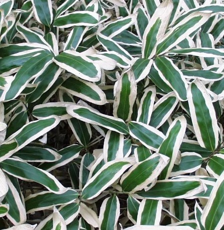 calathea crocata verblüht Korbmarante Calathea Crocata Zimmerpflanze Ø14cm 45cm kaufen main image 0