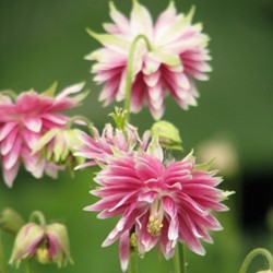 Akelei Barlow Pink - Aquilegia