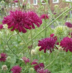 Mazedonische Witwenblume - Knautia macedonica