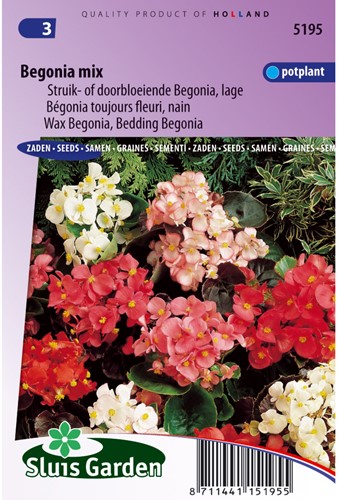 Begonie gemischt