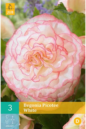 Begonie White Picotee - Begonia odorata