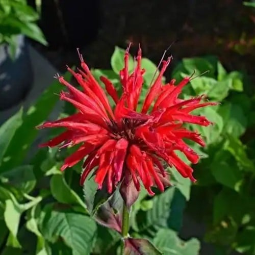 Bergamotte Cambridge Scarlet - Monarda (Dreierpack)