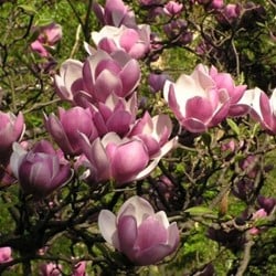 Tulpen-Magnolie - Magnolia Soulangeana