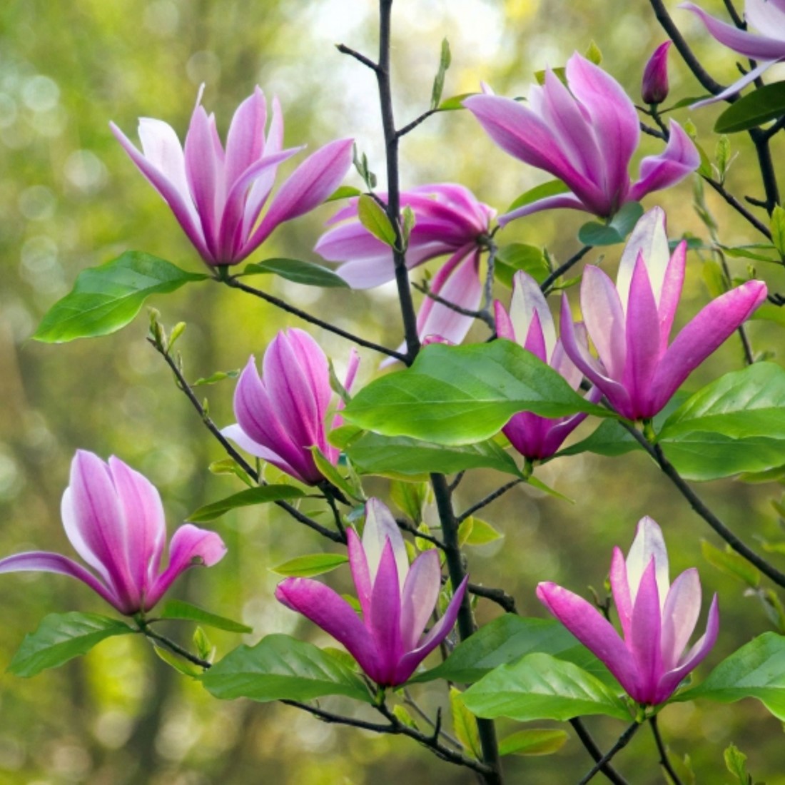 Magnolie Susan kaufen? Einfach online bestellen  Gartencenter Koeman