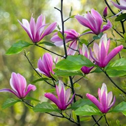 Tulpen-Magnolie Susan - Magnolia