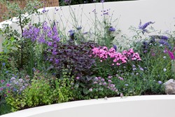 Garten Border Schmetterling- und Bienenbeet Modeste Herwig (60 Pflanzen)