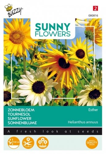 Sonnenblumen Esther - Sunny Flowers