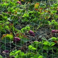 Vogelschutznetz Primo schwarz Maschenweite 28x28 mm 5x5m-3