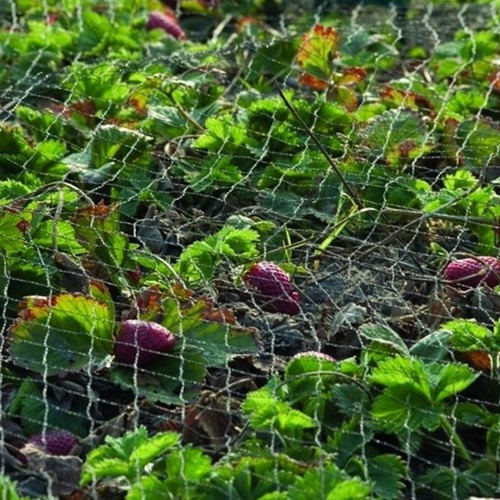 Vogelschutznetz Primo schwarz Maschenweite 28x28 mm 5x5m-3