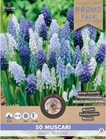 Traubenhyazinthen Mischung (Großpackung) - Muscari