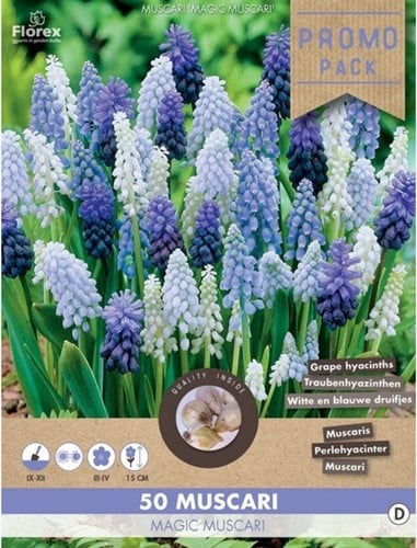 Traubenhyazinthen Mischung (Großpackung) - Muscari