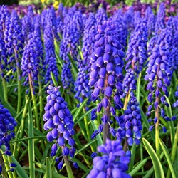 Traubenhyazinthe Armeniacum - Muscari (Großpackung)