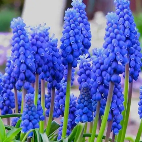 Traubenhyazinthe Armeniacum - Muscari (XXL-Packung)