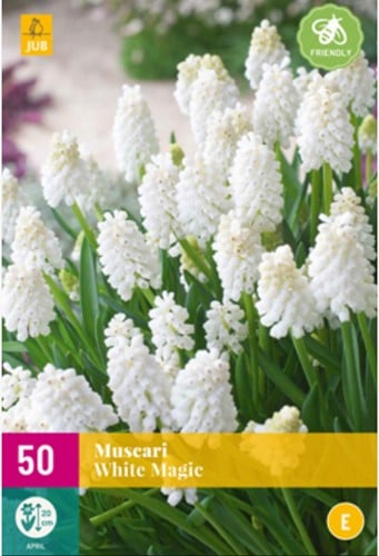 Traubenhyazynthen White Magic – Muscari (XL-Packung)