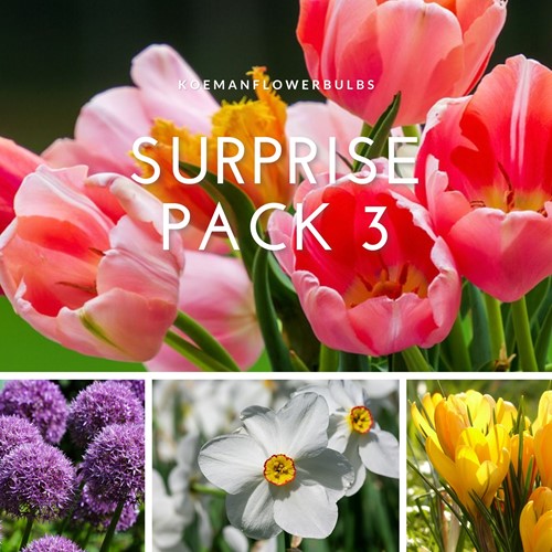 Blumenzwiebeln Surprise Pack 3