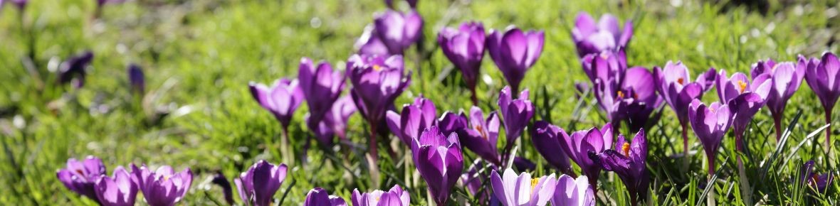 Welche Blumenzwiebeln eignen sich für den Rasen? Das sollten Sie wissen