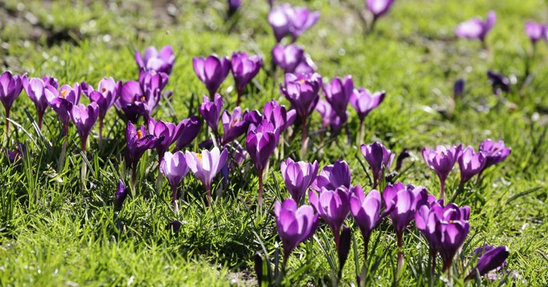 Welche Blumenzwiebeln eignen sich für den Rasen? Das sollten Sie wissen