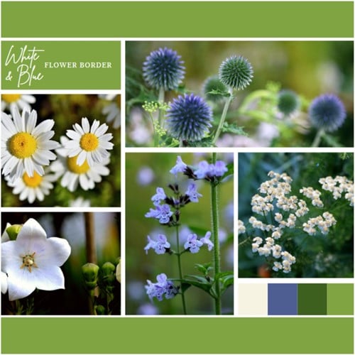 Beetpaket Weiß und Blau (12 Pflanzen:2m²)