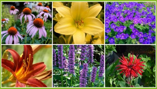 Beetpaket für lange blühende Blumenbeete (6 Pflanzen: 1m2)-2