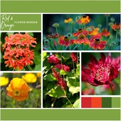 Beetpaket Rot und Orange (12 Pflanzen:2m²)