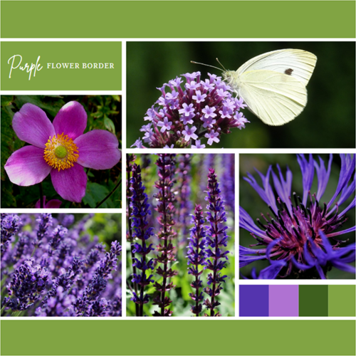 Beetpaket Violett (6 Pflanzen: 1 m²) 