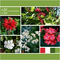 Borderpakket Wit en Rood (12 planten: 2 m²)
