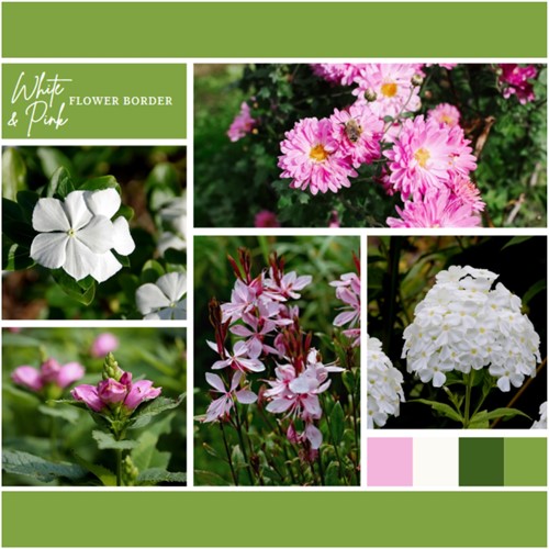 Beetpaket Weiß und Rosa (6 Pflanzen: 1m²)