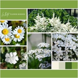 Beetpaket Weiss 6 Pflanzen
