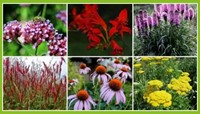 Beetpaket Fröhlicher Schmetterlingsgarten (9 Pflanzen: 1,5m2)