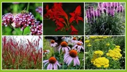 Beetpaket Fröhlicher Schmetterlingsgarten (9 Pflanzen: 1,5m2)