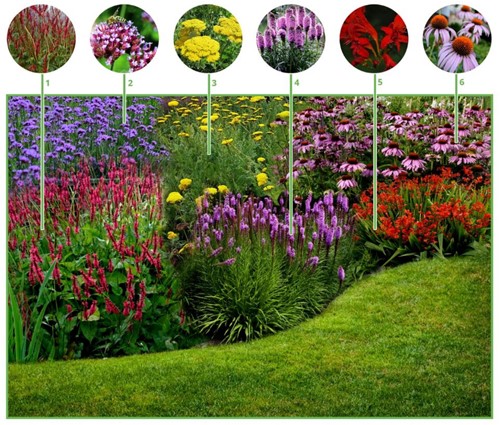 Beetpaket Fröhlicher Schmetterlingsgarten (9 Pflanzen: 1,5m2)-2
