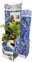 Blaue Heidelbeere - Vaccinium corymbosum-2