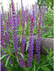 Steppen-Salbei Caradonna - Salvia nemorosa